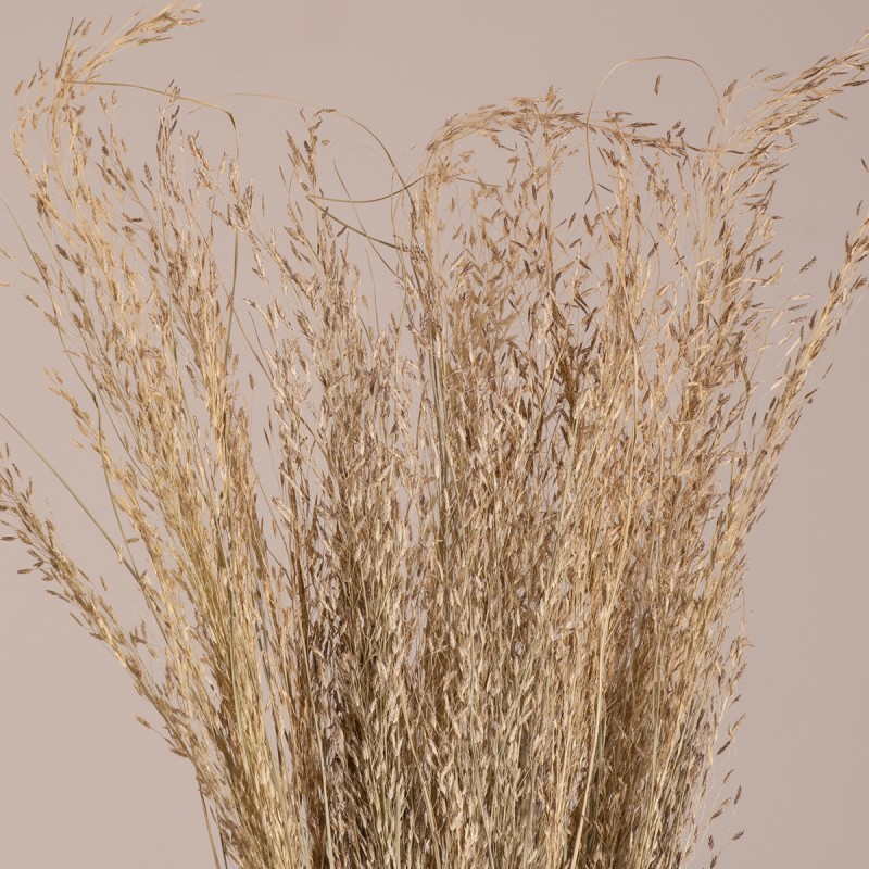 GloboStar® SILVERHAIRGRASS 36545 Αποξηραμένο Φυτό Ασημένια Χλόη - Μπουκέτο Διακοσμητικών Κλαδιών Μπεζ Υ60cm