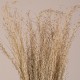 GloboStar® SILVERHAIRGRASS 36545 Αποξηραμένο Φυτό Ασημένια Χλόη - Μπουκέτο Διακοσμητικών Κλαδιών Μπεζ Υ60cm GloboStar® SILVERHAIRGRASS 36545 Αποξηραμένο Φυτό Ασημένια Χλόη - Μπουκέτο Διακοσμητικών Κλαδιών Μπεζ Υ60cm
