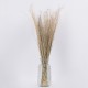 GloboStar® SILVERHAIRGRASS 36545 Αποξηραμένο Φυτό Ασημένια Χλόη - Μπουκέτο Διακοσμητικών Κλαδιών Μπεζ Υ60cm GloboStar® SILVERHAIRGRASS 36545 Αποξηραμένο Φυτό Ασημένια Χλόη - Μπουκέτο Διακοσμητικών Κλαδιών Μπεζ Υ60cm
