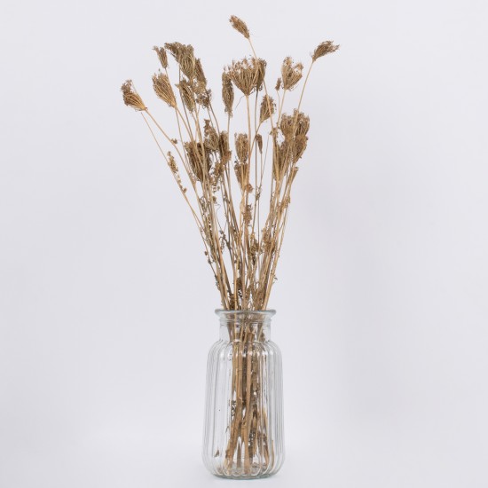 GloboStar® WILDCARROT 36546 Αποξηραμένο Φυτό Άγριο Καρότο - Μπουκέτο Διακοσμητικών Κλαδιών Μπεζ Υ60cm GloboStar® WILDCARROT 36546 Αποξηραμένο Φυτό Άγριο Καρότο - Μπουκέτο Διακοσμητικών Κλαδιών Μπεζ Υ60cm