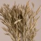 GloboStar® WHEAT 36548 Αποξηραμένο Φυτό Σίτος - Μπουκέτο Διακοσμητικών Κλαδιών Μπεζ - Πράσινο Υ60cm GloboStar® WHEAT 36548 Αποξηραμένο Φυτό Σίτος - Μπουκέτο Διακοσμητικών Κλαδιών Μπεζ - Πράσινο Υ60cm