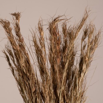 GloboStar® COLATAI 36549 Αποξηραμένο Φυτό Εράγρωστις - Μπουκέτο Διακοσμητικών Κλαδιών Μπεζ - Καφέ Υ60cm - Σετ 50 τμχ
