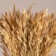 GloboStar® WHEAT 36550 Αποξηραμένο Φυτό Σίτος - Μπουκέτο Διακοσμητικών Κλαδιών Μπεζ Υ60cm GloboStar® WHEAT 36550 Αποξηραμένο Φυτό Σίτος - Μπουκέτο Διακοσμητικών Κλαδιών Μπεζ Υ60cm