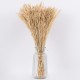 GloboStar® WHEAT 36550 Αποξηραμένο Φυτό Σίτος - Μπουκέτο Διακοσμητικών Κλαδιών Μπεζ Υ60cm GloboStar® WHEAT 36550 Αποξηραμένο Φυτό Σίτος - Μπουκέτο Διακοσμητικών Κλαδιών Μπεζ Υ60cm