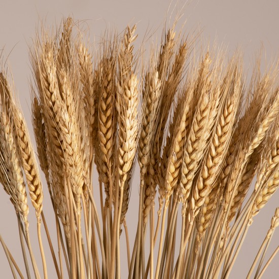 GLOBOSTAR® BARLEY 36551 Αποξηραμένο Διακοσμητικό Μπουκέτο Κριθάρι - Μπεζ - Μ20 x Π20 x Υ60cm - Πακέτο 100 Τεμαχίων GLOBOSTAR® BARLEY 36551 Αποξηραμένο Διακοσμητικό Μπουκέτο Κριθάρι - Μπεζ - Μ20 x Π20 x Υ60cm - Πακέτο 100 Τεμαχίων