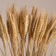GLOBOSTAR® BARLEY 36551 Αποξηραμένο Διακοσμητικό Μπουκέτο Κριθάρι - Μπεζ - Μ20 x Π20 x Υ60cm - Πακέτο 100 Τεμαχίων GLOBOSTAR® BARLEY 36551 Αποξηραμένο Διακοσμητικό Μπουκέτο Κριθάρι - Μπεζ - Μ20 x Π20 x Υ60cm - Πακέτο 100 Τεμαχίων