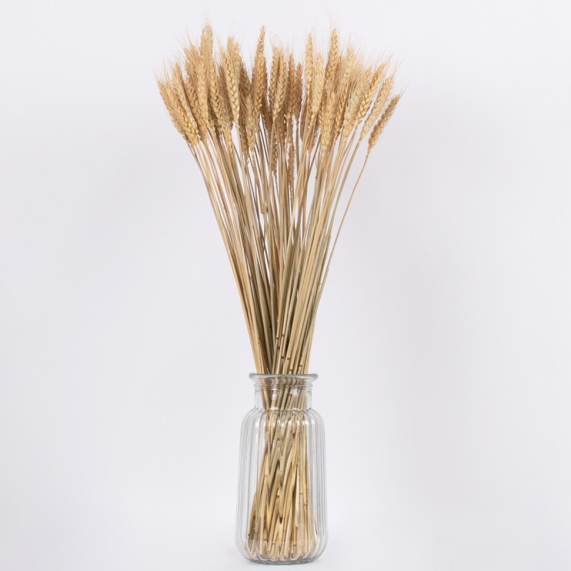 GLOBOSTAR® BARLEY 36551 Αποξηραμένο Διακοσμητικό Μπουκέτο Κριθάρι - Μπεζ - Μ20 x Π20 x Υ60cm - Πακέτο 100 Τεμαχίων