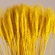 GloboStar® BARLEY 36552 Αποξηραμένο Φυτό Κριθάρι - Μπουκέτο Διακοσμητικών Κλαδιών Μπεζ - Κίτρινο Υ60cm GloboStar® BARLEY 36552 Αποξηραμένο Φυτό Κριθάρι - Μπουκέτο Διακοσμητικών Κλαδιών Μπεζ - Κίτρινο Υ60cm