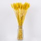 GloboStar® BARLEY 36552 Αποξηραμένο Φυτό Κριθάρι - Μπουκέτο Διακοσμητικών Κλαδιών Μπεζ - Κίτρινο Υ60cm GloboStar® BARLEY 36552 Αποξηραμένο Φυτό Κριθάρι - Μπουκέτο Διακοσμητικών Κλαδιών Μπεζ - Κίτρινο Υ60cm