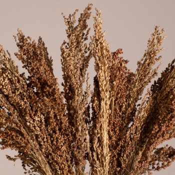 GloboStar® BROOMCORN 36553 Αποξηραμένο Φυτό Γλυκό Σόργο - Μπουκέτο Διακοσμητικών Κλαδιών Καφέ Υ60cm - Σετ 20 τμχ