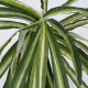GloboStar® SPIDER PLANT 78217 Τεχνητό Φυτό Χλωρόφυτο - Μπουκέτο Διακοσμητικών Φυτών - Κλαδιών με Φύλλωμα Πράσινο - Κίτρινο - Λευκό Υ60cm GloboStar® SPIDER PLANT 78217 Τεχνητό Φυτό Χλωρόφυτο - Μπουκέτο Διακοσμητικών Φυτών - Κλαδιών με Φύλλωμα Πράσινο - Κίτρινο - Λευκό Υ60cm