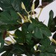 GloboStar® BELLYACHE BUSH 78219 Τεχνητό Φυτό Γιατρόφα - Μπουκέτο Διακοσμητικών Φυτών - Κλαδιών με Φύλλωμα Πράσινο - Κίτρινο - Κόκκινο Υ28cm GloboStar® BELLYACHE BUSH 78219 Τεχνητό Φυτό Γιατρόφα - Μπουκέτο Διακοσμητικών Φυτών - Κλαδιών με Φύλλωμα Πράσινο - Κίτρινο - Κόκκινο Υ28cm