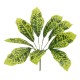 GloboStar® GREEN CROTON 78226 Τεχνητό Φυτό Κροτώνας Πράσινος - Μπουκέτο Διακοσμητικών Φυτών - Κλαδιών με Φύλλωμα Πράσινο Υ44cm GloboStar® GREEN CROTON 78226 Τεχνητό Φυτό Κροτώνας Πράσινος - Μπουκέτο Διακοσμητικών Φυτών - Κλαδιών με Φύλλωμα Πράσινο Υ44cm