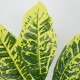 GloboStar® GREEN CROTON 78226 Τεχνητό Φυτό Κροτώνας Πράσινος - Μπουκέτο Διακοσμητικών Φυτών - Κλαδιών με Φύλλωμα Πράσινο Υ44cm GloboStar® GREEN CROTON 78226 Τεχνητό Φυτό Κροτώνας Πράσινος - Μπουκέτο Διακοσμητικών Φυτών - Κλαδιών με Φύλλωμα Πράσινο Υ44cm