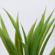 GloboStar® GREEN CORDYLINE 78230 Τεχνητό Φυτό Κορδιλύνη Πράσινη - Μπουκέτο Διακοσμητικών Φυτών - Κλαδιών με Φύλλωμα Πράσινο Υ33cm GloboStar® GREEN CORDYLINE 78230 Τεχνητό Φυτό Κορδιλύνη Πράσινη - Μπουκέτο Διακοσμητικών Φυτών - Κλαδιών με Φύλλωμα Πράσινο Υ33cm