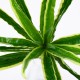GloboStar® GREEN DRACAENA 78233 Τεχνητό Φυτό Δράκαινα Πράσινη - Μπουκέτο Διακοσμητικών Φυτών - Κλαδιών με Φύλλωμα Πράσινο Υ47cm GloboStar® GREEN DRACAENA 78233 Τεχνητό Φυτό Δράκαινα Πράσινη - Μπουκέτο Διακοσμητικών Φυτών - Κλαδιών με Φύλλωμα Πράσινο Υ47cm