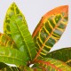 GloboStar® MIXED CROTON 78235 Τεχνητό Φυτό Κρότωνας Μιξ - Μπουκέτο Διακοσμητικών Φυτών - Κλαδιών με Φύλλωμα Πράσινο - Πορτοκαλί - Κίτρινο Υ35cm GloboStar® MIXED CROTON 78235 Τεχνητό Φυτό Κρότωνας Μιξ - Μπουκέτο Διακοσμητικών Φυτών - Κλαδιών με Φύλλωμα Πράσινο - Πορτοκαλί - Κίτρινο Υ35cm