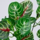 GloboStar® IRESINE PLANT 78237 Τεχνητό Φυτό Αιμόφυλλο - Μπουκέτο Διακοσμητικών Φυτών - Κλαδιών με Φύλλωμα Πράσινο - Κόκκινο Υ35cm GloboStar® IRESINE PLANT 78237 Τεχνητό Φυτό Αιμόφυλλο - Μπουκέτο Διακοσμητικών Φυτών - Κλαδιών με Φύλλωμα Πράσινο - Κόκκινο Υ35cm