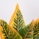 GloboStar® ORANGE CROTON 78260 Τεχνητό Φυτό Κρότωνας Πορτ. - Μπουκέτο Διακοσμητικών Φυτών - Κλαδιών με Φύλλωμα Πράσινο - Πορτοκαλί Υ34cm GloboStar® ORANGE CROTON 78260 Τεχνητό Φυτό Κρότωνας Πορτ. - Μπουκέτο Διακοσμητικών Φυτών - Κλαδιών με Φύλλωμα Πράσινο - Πορτοκαλί Υ34cm