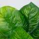 GloboStar® CANNA 78262 Τεχνητό Φυτό Κάννα - Μπουκέτο Διακοσμητικών Φυτών - Κλαδιών με Φύλλωμα Πράσινο Υ30cm GloboStar® CANNA 78262 Τεχνητό Φυτό Κάννα - Μπουκέτο Διακοσμητικών Φυτών - Κλαδιών με Φύλλωμα Πράσινο Υ30cm
