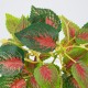 GloboStar® SWEDISH IVY 78270 Τεχνητό Φυτό Σουηδικός Κισσός - Μπουκέτο Διακοσμητικών Φυτών - Κλαδιών με Φύλλωμα Πράσινο - Κόκκινο Υ28cm GloboStar® SWEDISH IVY 78270 Τεχνητό Φυτό Σουηδικός Κισσός - Μπουκέτο Διακοσμητικών Φυτών - Κλαδιών με Φύλλωμα Πράσινο - Κόκκινο Υ28cm