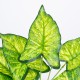 GloboStar® ELEPHANT EARS 78273 Τεχνητό Φυτό Κολοκάσια - Μπουκέτο Διακοσμητικών Φυτών - Κλαδιών με Φύλλωμα Πράσινο - Κίτρινο Υ40cm GloboStar® ELEPHANT EARS 78273 Τεχνητό Φυτό Κολοκάσια - Μπουκέτο Διακοσμητικών Φυτών - Κλαδιών με Φύλλωμα Πράσινο - Κίτρινο Υ40cm