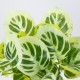 GloboStar® WHITE PEPEROMIA 78276 Τεχνητό Φυτό Πεπερόμια Λευκή - Μπουκέτο Διακοσμητικών Φυτών - Κλαδιών με Φύλλωμα Πράσινο - Λευκό Υ33cm GloboStar® WHITE PEPEROMIA 78276 Τεχνητό Φυτό Πεπερόμια Λευκή - Μπουκέτο Διακοσμητικών Φυτών - Κλαδιών με Φύλλωμα Πράσινο - Λευκό Υ33cm