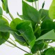 GloboStar® WATER PLANTAIN 78284 Τεχνητό Φυτό Άλισμα - Μπουκέτο Διακοσμητικών Φυτών - Κλαδιών με Φύλλωμα Πράσινο Υ30cm GloboStar® WATER PLANTAIN 78284 Τεχνητό Φυτό Άλισμα - Μπουκέτο Διακοσμητικών Φυτών - Κλαδιών με Φύλλωμα Πράσινο Υ30cm