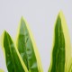 GloboStar® CORN PLANT 78285 Τεχνητό Φυτό Δράκαινα Αρωματική - Μπουκέτο Διακοσμητικών Φυτών - Κλαδιών με Φύλλωμα Πράσινο - Κίτρινο Υ48cm GloboStar® CORN PLANT 78285 Τεχνητό Φυτό Δράκαινα Αρωματική - Μπουκέτο Διακοσμητικών Φυτών - Κλαδιών με Φύλλωμα Πράσινο - Κίτρινο Υ48cm