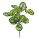 GloboStar® GREEN PEPEROMIA 78286 Τεχνητό Φυτό Πεπερόμια Πράσινη - Μπουκέτο Διακοσμητικών Φυτών - Κλαδιών με Φύλλωμα Πράσινο - Λευκό Υ33cm GloboStar® GREEN PEPEROMIA 78286 Τεχνητό Φυτό Πεπερόμια Πράσινη - Μπουκέτο Διακοσμητικών Φυτών - Κλαδιών με Φύλλωμα Πράσινο - Λευκό Υ33cm
