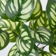 GloboStar® GREEN PEPEROMIA 78286 Τεχνητό Φυτό Πεπερόμια Πράσινη - Μπουκέτο Διακοσμητικών Φυτών - Κλαδιών με Φύλλωμα Πράσινο - Λευκό Υ33cm GloboStar® GREEN PEPEROMIA 78286 Τεχνητό Φυτό Πεπερόμια Πράσινη - Μπουκέτο Διακοσμητικών Φυτών - Κλαδιών με Φύλλωμα Πράσινο - Λευκό Υ33cm