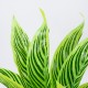 GloboStar® PEACOCK PLANT L.GREEN 78287 Τεχνητό Φυτό Καλαθέα Α.Πρ. - Μπουκέτο Διακοσμητικών Φυτών - Κλαδιών με Φύλλωμα Πράσινο Υ30cm GloboStar® PEACOCK PLANT L.GREEN 78287 Τεχνητό Φυτό Καλαθέα Α.Πρ. - Μπουκέτο Διακοσμητικών Φυτών - Κλαδιών με Φύλλωμα Πράσινο Υ30cm