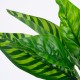GloboStar® PEACOCK PLANT D.GREEN 78288 Τεχνητό Φυτό Καλαθέα Σ.Πρ. - Μπουκέτο Διακοσμητικών Φυτών - Κλαδιών με Φύλλωμα Πράσινο Υ28cm GloboStar® PEACOCK PLANT D.GREEN 78288 Τεχνητό Φυτό Καλαθέα Σ.Πρ. - Μπουκέτο Διακοσμητικών Φυτών - Κλαδιών με Φύλλωμα Πράσινο Υ28cm