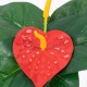 GloboStar® FLAMINGO FLOWER 78293 Τεχνητό Φυτό Ανθούριο - Μπουκέτο Διακοσμητικών Φυτών - Κλαδιών με Φύλλωμα Πράσινο - Πορτοκαλί - Κόκκινο Υ26cm GloboStar® FLAMINGO FLOWER 78293 Τεχνητό Φυτό Ανθούριο - Μπουκέτο Διακοσμητικών Φυτών - Κλαδιών με Φύλλωμα Πράσινο - Πορτοκαλί - Κόκκινο Υ26cm