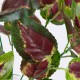 GloboStar® AMARANTHUS TRICOLOR 78296 Τεχνητό Φυτό Αμάραντος Τρίχρωμος - Μπουκέτο Διακοσμητικών Φυτών - Κλαδιών με Φύλλωμα Πράσινο - Κόκκινο - Κίτρινο Υ34cm GloboStar® AMARANTHUS TRICOLOR 78296 Τεχνητό Φυτό Αμάραντος Τρίχρωμος - Μπουκέτο Διακοσμητικών Φυτών - Κλαδιών με Φύλλωμα Πράσινο - Κόκκινο - Κίτρινο Υ34cm