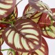 GloboStar® RED PEPEROMIA 78297 Τεχνητό Φυτό Πεπερόμια Κοκκ. - Μπουκέτο Διακοσμητικών Φυτών - Κλαδιών με Φύλλωμα Κόκκινο - Λευκό Υ30cm GloboStar® RED PEPEROMIA 78297 Τεχνητό Φυτό Πεπερόμια Κοκκ. - Μπουκέτο Διακοσμητικών Φυτών - Κλαδιών με Φύλλωμα Κόκκινο - Λευκό Υ30cm