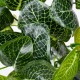 GloboStar® NERVE PLANT 78300 Τεχνητό Φυτό Φιτόνια - Μπουκέτο Διακοσμητικών Φυτών - Κλαδιών με Φύλλωμα Πράσινο Υ32cm GloboStar® NERVE PLANT 78300 Τεχνητό Φυτό Φιτόνια - Μπουκέτο Διακοσμητικών Φυτών - Κλαδιών με Φύλλωμα Πράσινο Υ32cm