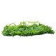 GLOBOSTAR® PEPPEROMIA 78434 Τεχνητό Πάνελ Φυλλωσιάς / Κάθετος Κήπος Πεπερόμια & Ζεβρίνα - Πράσινο - Μ60 x Π9 x Υ40cm GLOBOSTAR® PEPPEROMIA 78434 Τεχνητό Πάνελ Φυλλωσιάς / Κάθετος Κήπος Πεπερόμια & Ζεβρίνα - Πράσινο - Μ60 x Π9 x Υ40cm