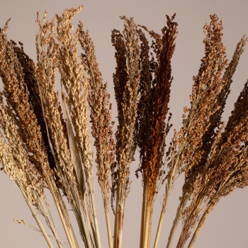 GloboStar® BROOMCORN 36555 Αποξηραμένο Φυτό Γλυκό Σόργο - Μπουκέτο Διακοσμητικών Κλαδιών Καφέ Υ100cm - Σετ 20 τμχ