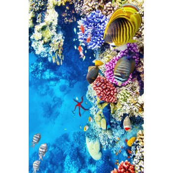 Carpet (60 x 100) Wookece166 Multicolor