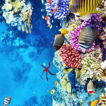 Carpet (60 x 100) Wookece166 Multicolor