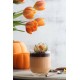 Glass Set (6 Pieces) LV-TOK350F Transparent Hermia Glass Set (6 Pieces) LV-TOK350F Transparent