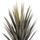 ΔΙΑΚΟΣΜΗΤΙΚΟ ΣΥΝΘΕΤΙΚΟ ΦΥΤΟ HM7987 SISAL AGAVE ΣΕ ΓΛΑΣΤΡΑ 120Υεκ. ΔΙΑΚΟΣΜΗΤΙΚΟ ΣΥΝΘΕΤΙΚΟ ΦΥΤΟ HM7987 SISAL AGAVE ΣΕ ΓΛΑΣΤΡΑ 120Υεκ.