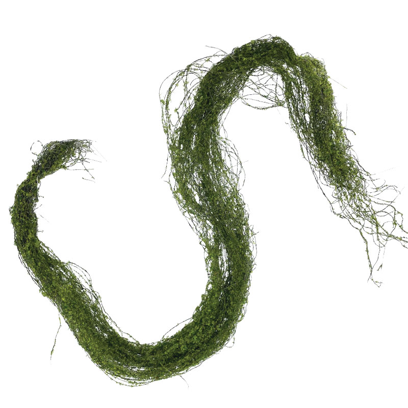 ΚΡΕΜΑΣΤΗ ΡΙΖΑ ΒΡΥΑ ΧΟΡΤΟ ΠΡΑΣΙΝΟ - Υ122cm 24/96KIB