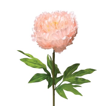 ΣΟΜΟΝ ΚΛΑΔΙ ΠΑΙΩΝΙΑ ΜΕ ΚΟΤΣΑΝΙ - Φ22x90cm 12/ΚΙΒ