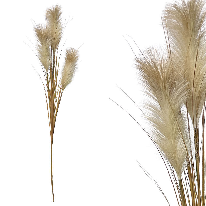 ΚΛΑΔΙ ΕΚΡΟΥ/ΚΑΦΕ ΚΑΛΑΜΙ ΓΚΡΑΣΣ-ΠΑΜΠΑΣ - Y150cm 150/KIB