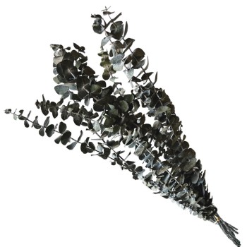 ΑΠΟΞΗΡΑΜΕΝA ΚΛΑΔΙΑ ΠΡΑΣΙΝΟ ΕΥΚΑΛΥΠΤΟΣ ΜΑΤΣΟ ~10τμχ - Υ50-60cm 30/ΚΙΒ