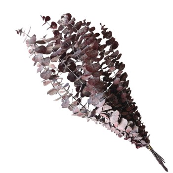 ΑΠΟΞΗΡΑΜΕΝA ΚΛΑΔΙΑ ΜΠΟΡΝΤΟ ΕΥΚΑΛΥΠΤΟΣ ΜΑΤΣΟ ~10τμχ - Υ50-60cm 30/ΚΙΒ