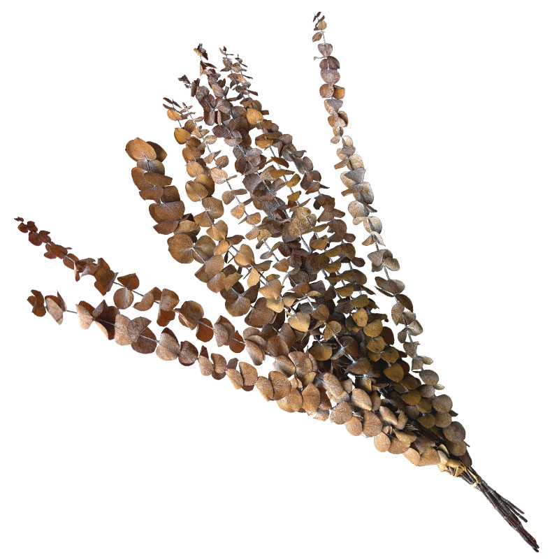 ΑΠΟΞΗΡΑΜΕΝA ΚΛΑΔΙΑ ΚΑΦΕ ΕΥΚΑΛΥΠΤΟΣ ΜΑΤΣΟ ~10τμχ - Υ50-60cm 30/ΚΙΒ