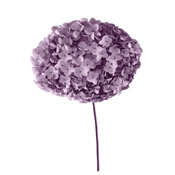 ΑΠΟΞΗΡΑΜΕΝA ΚΛΑΔΙΑ ΛΙΛΑ ΟΡΤΑΝΣΙΑ ΜΑΤΣΟ ~1-2τμχ - Υ55cm 20/ΚΙΒ